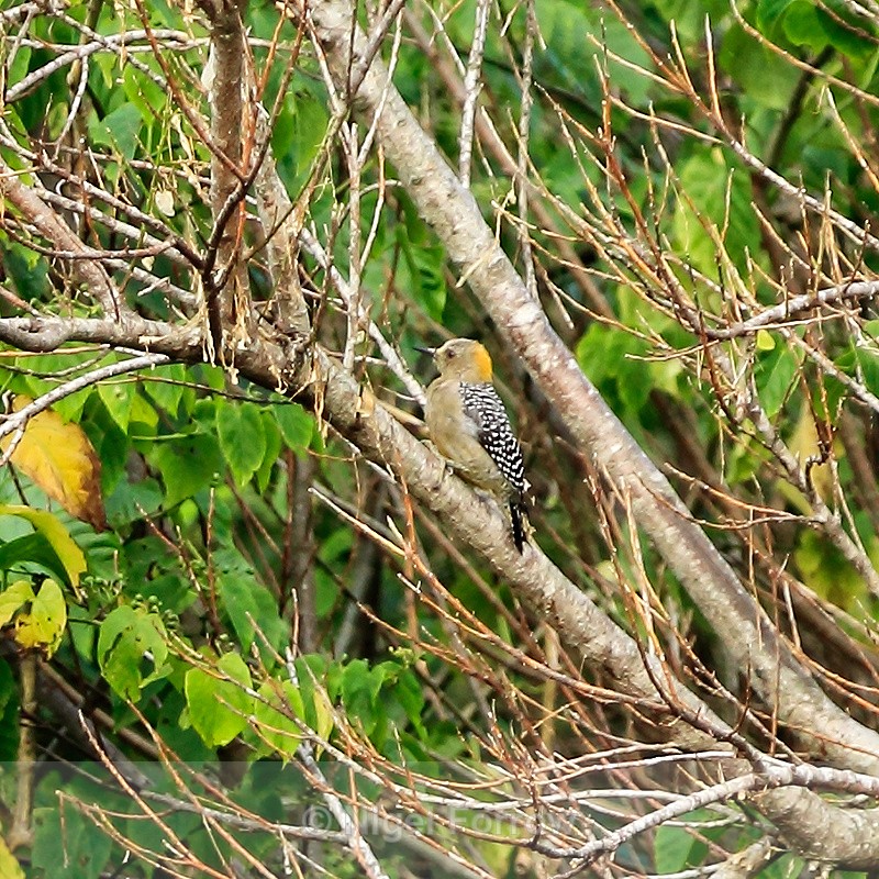 Hoffmann's Woodpecker (female), Costa Rica - Hoffmann's Woodpecker