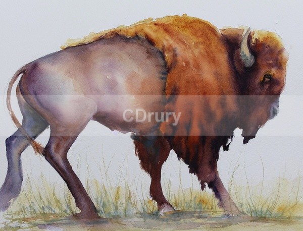 WCW01164 'Golden Boy Bison' - Watercolor Wildlife