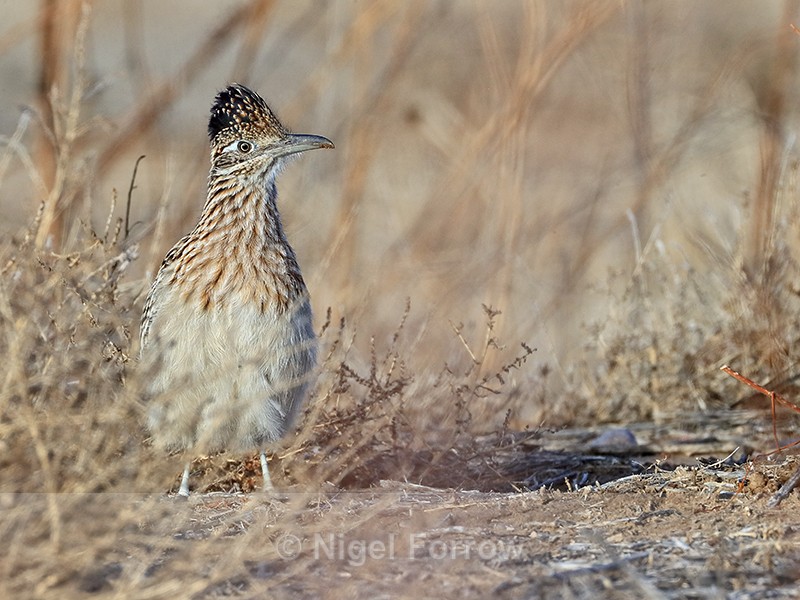 Greater Roadrunner showing crest, Bosque del Apache, New Mexico - Greater Roadrunner