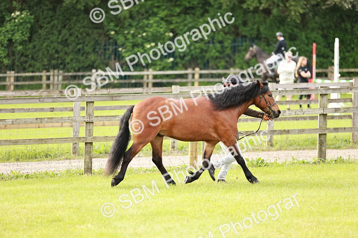 SBM_00434 - Class 14-23 - Mountain & Moorland In Hand Non Welsh