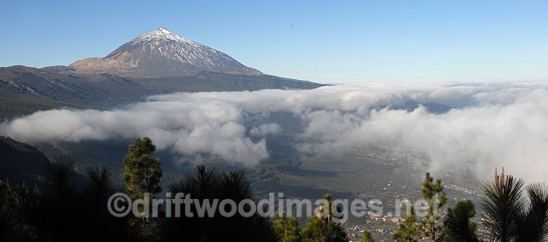 Tenerife mountain trees and cloud - Tenerife Mount Teidi