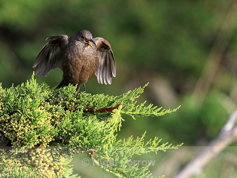 Tussockbird song display, Carcass Island, Falklands - Tussockbird (Blackish Cinclodes)