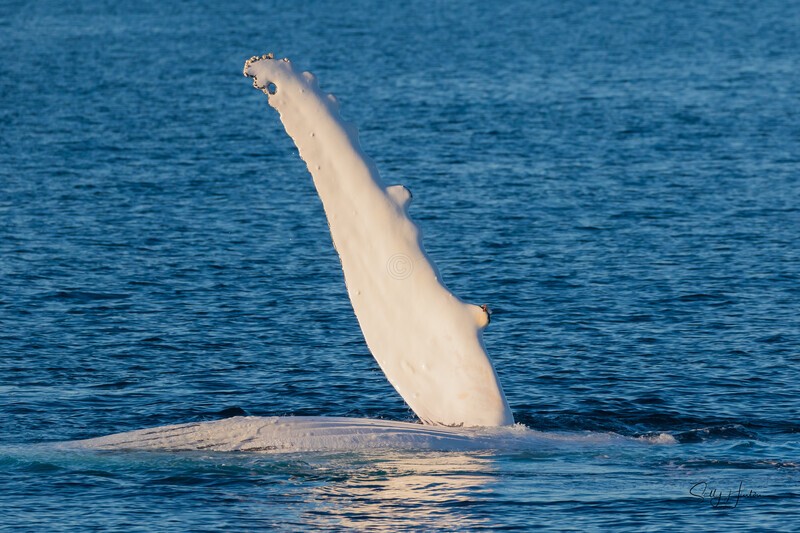 Pectal Wave 0A3A1480 - Humpback Whales