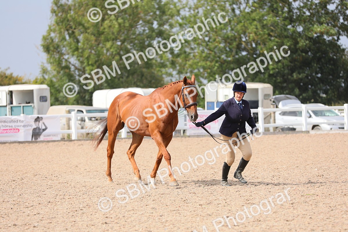 SBM_15918 - Class 313 IH Retired Racehorse