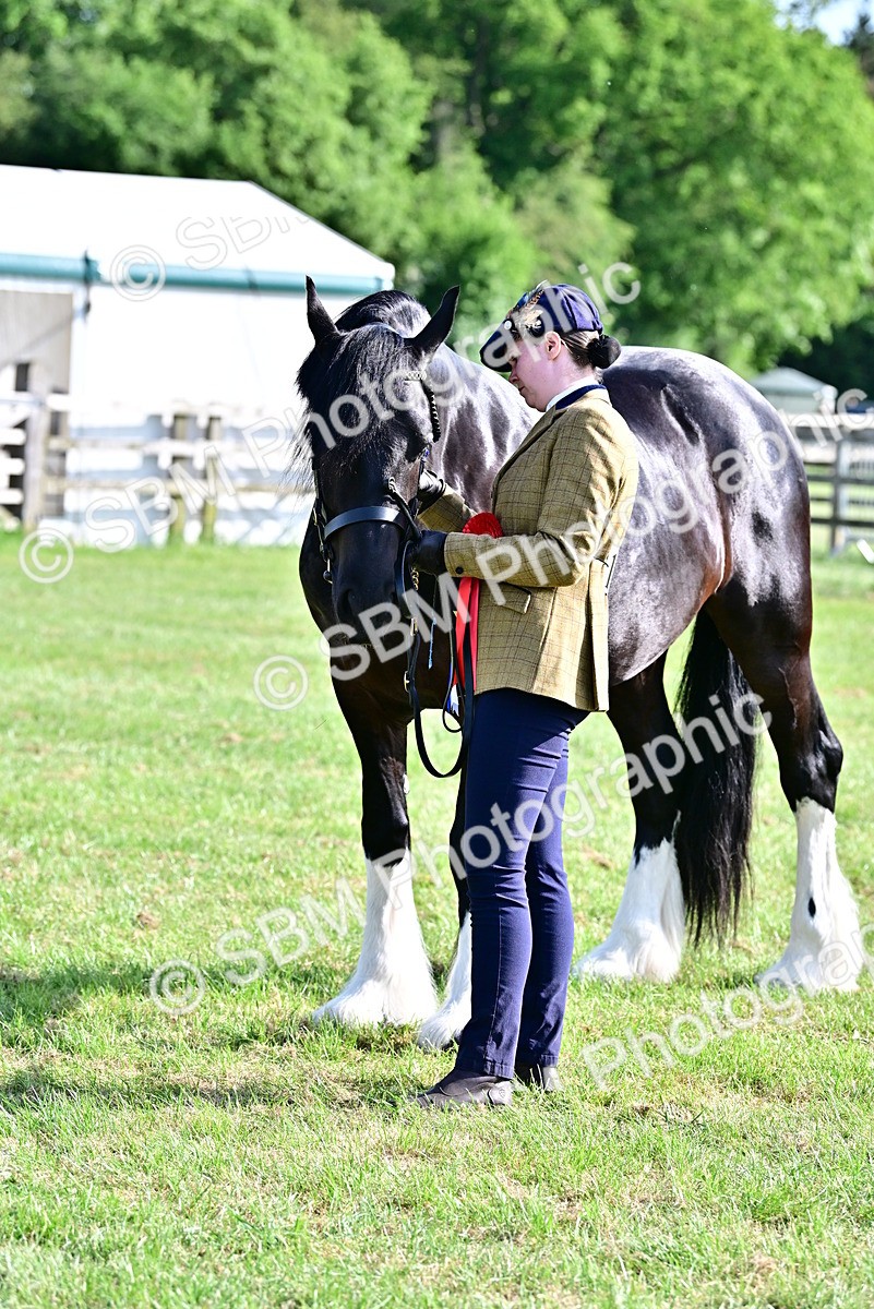 SBM_10176 - Class 63-65 - Traditional Gypsy Cobs In Hand & Ridden