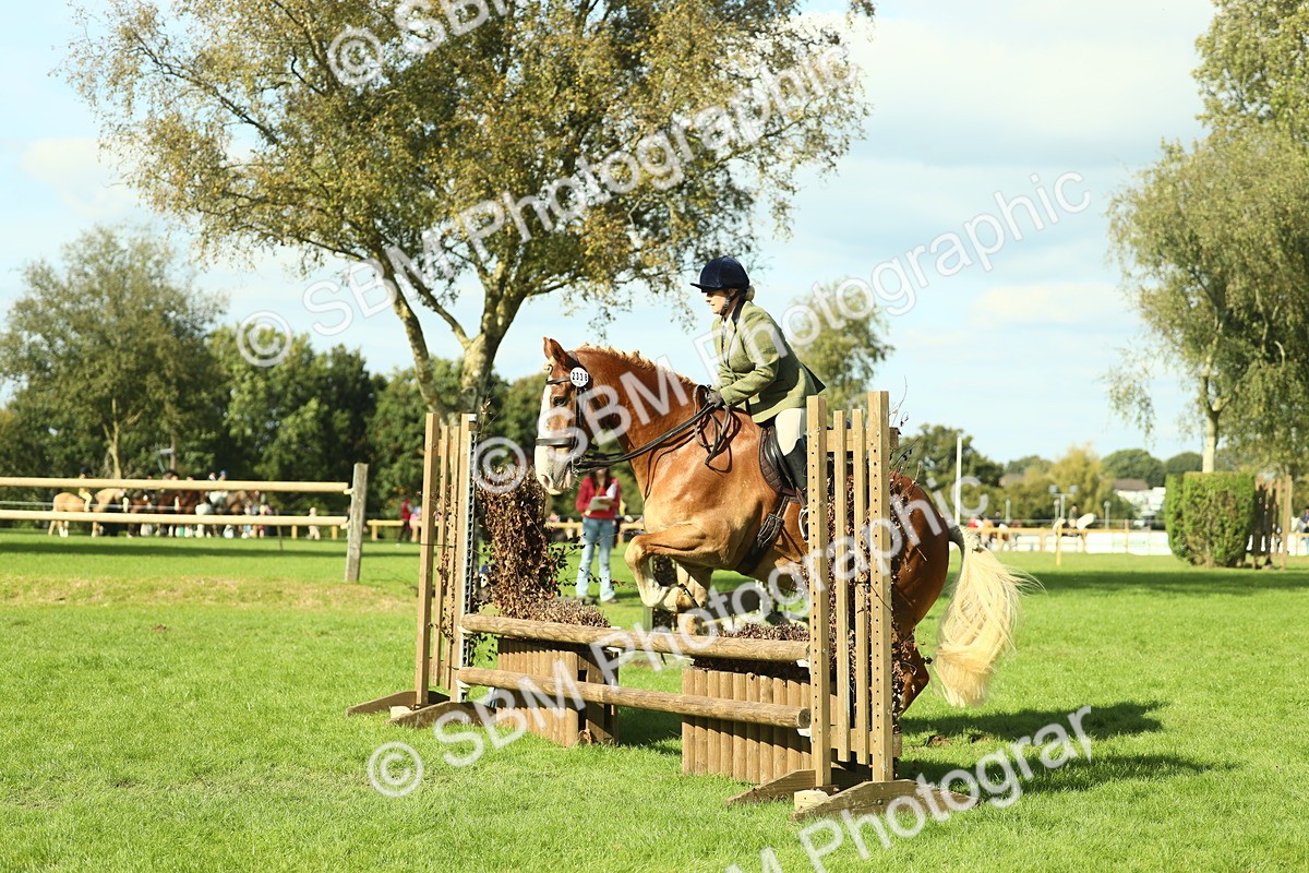 SBM_48108 - S32 - Novice & Newcomers Working Hunter