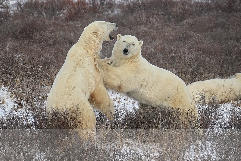 Polar Bears pushing each other during sparring, Churchill, Canada - Polar Bear