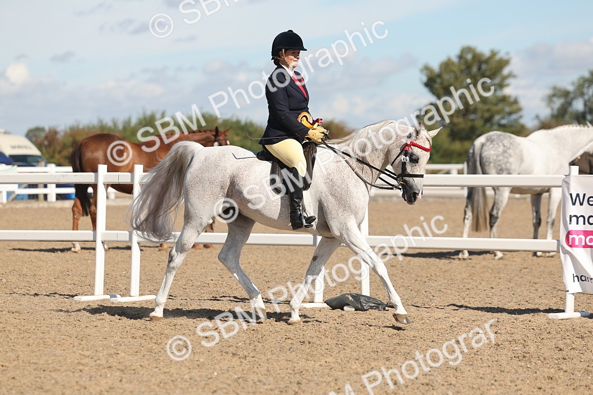 SBM_13148 - Class 305 - Ridden Foreign Breed Pure Bred