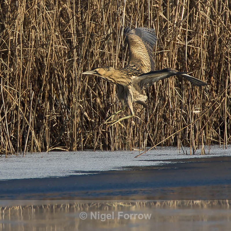 Bittern on landing approach at Otmoor - Bittern