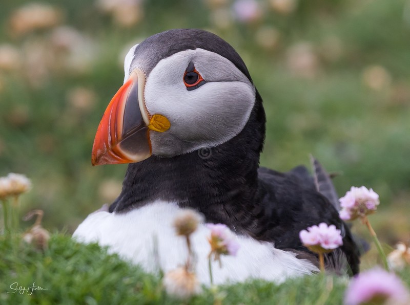Cute Puffin 17