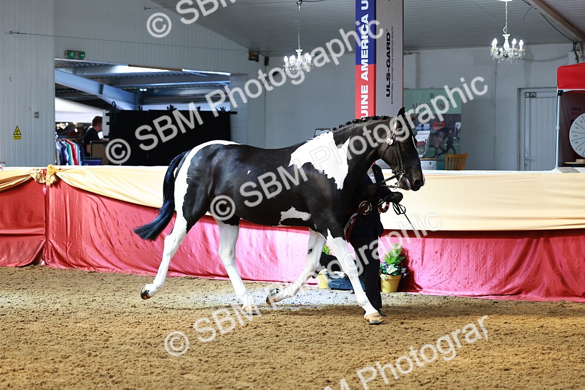 SBM_23303 - Class 903 - Supreme Final - IH Pre Vet