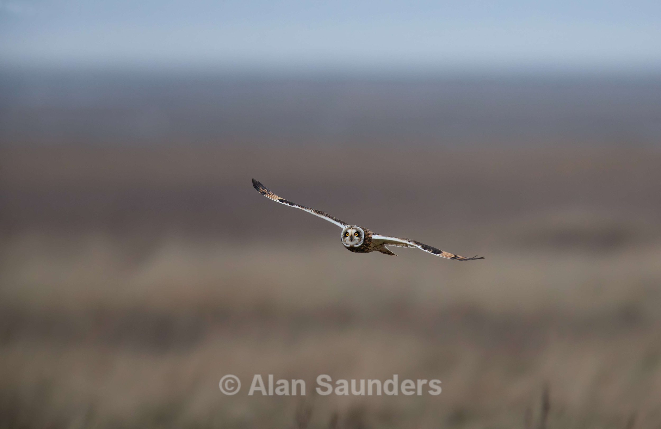 Short Eared Owl