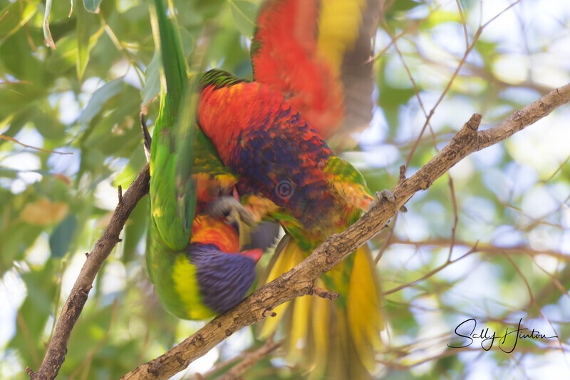 Lorikeet Blur 4 0A3A2209 - Lorikeets