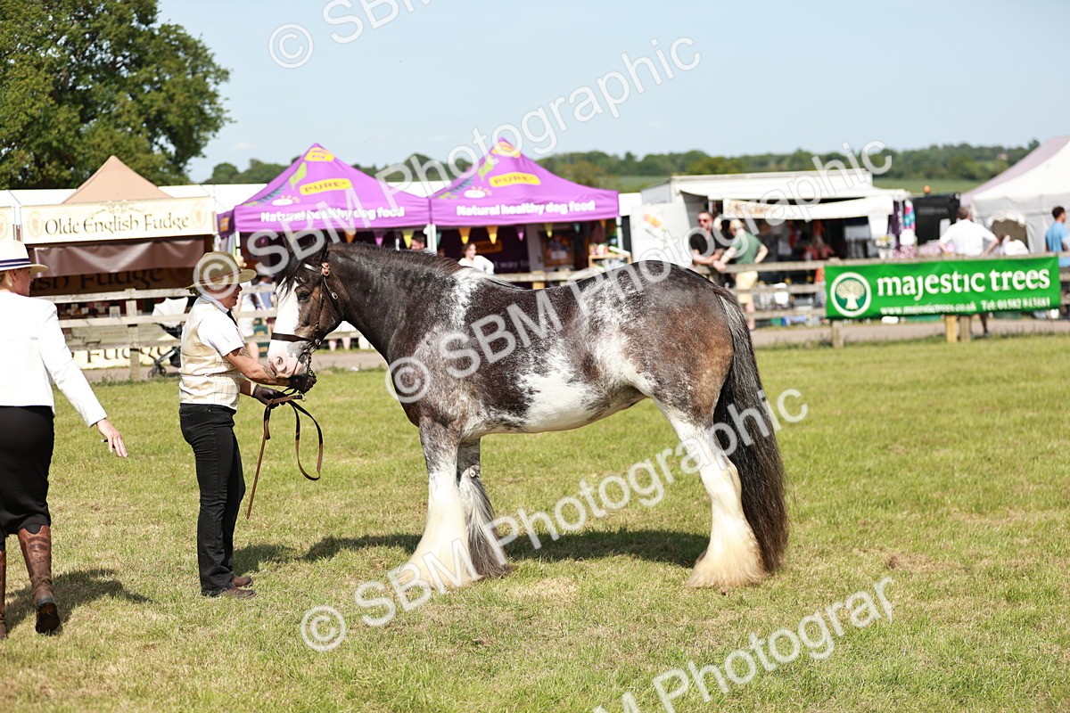 SBM_08797 - Class 63-65 - Traditional Gypsy Cobs In Hand & Ridden
