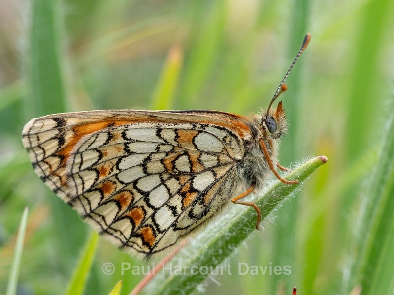 Heath fritillary (Melitaea athalia) - Insects & Spiders &  other animals 2021