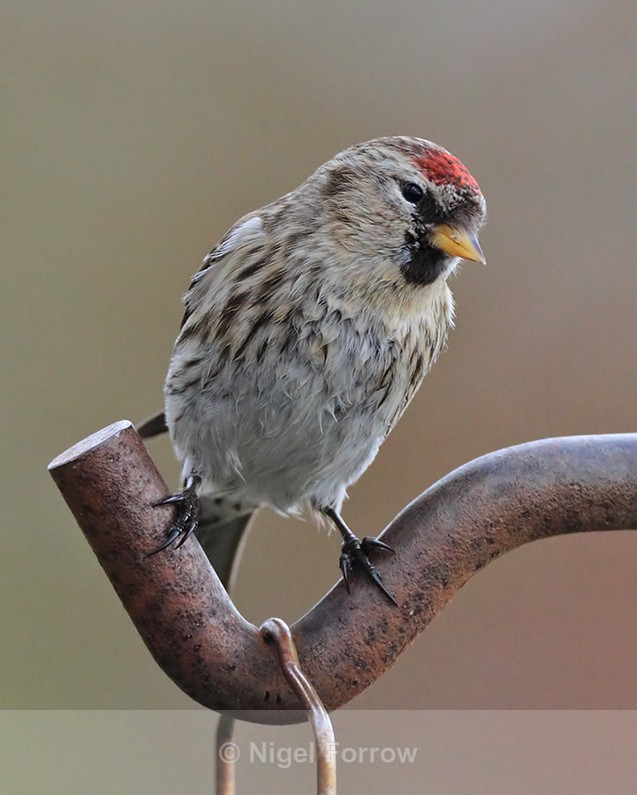 Lesser Redpoll on the feeders at Otmoor - Lesser Redpoll