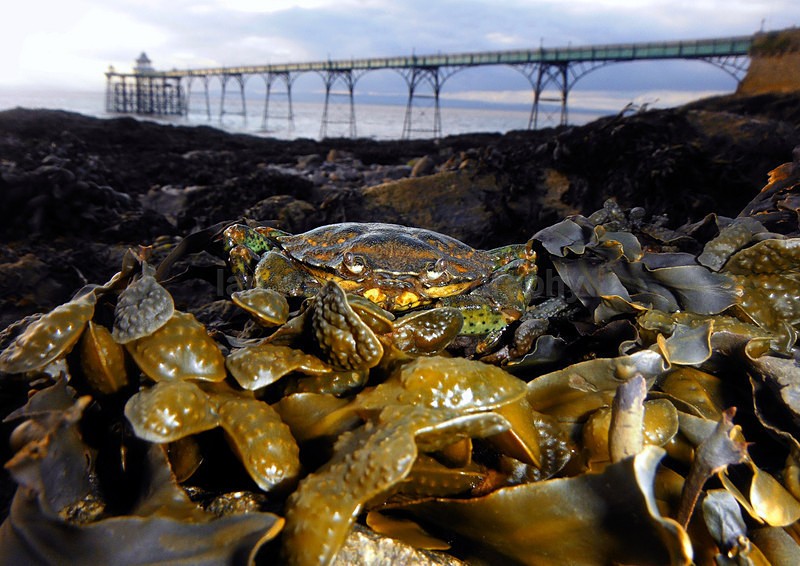  - Coastal Wildlife, Great Britain
