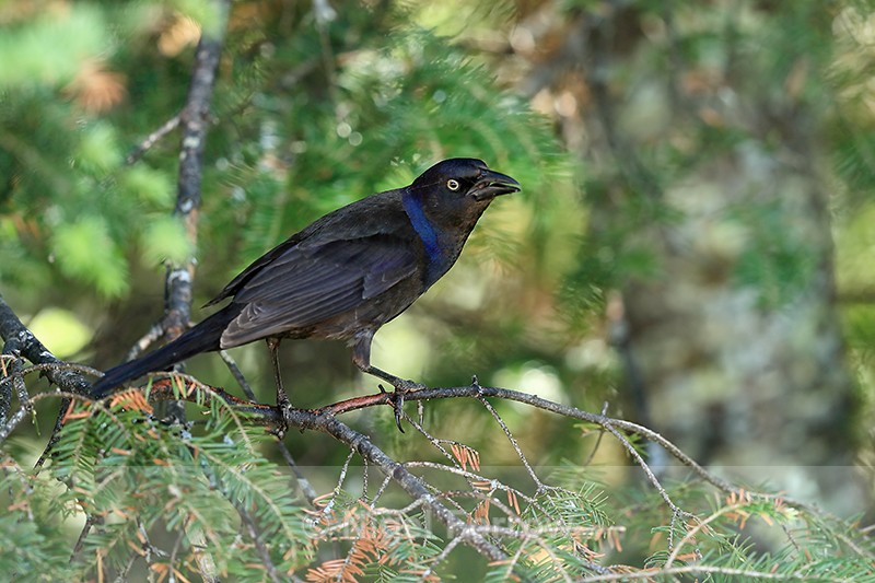 Common Grackle perched, Minnesota, USA - Common Grackle