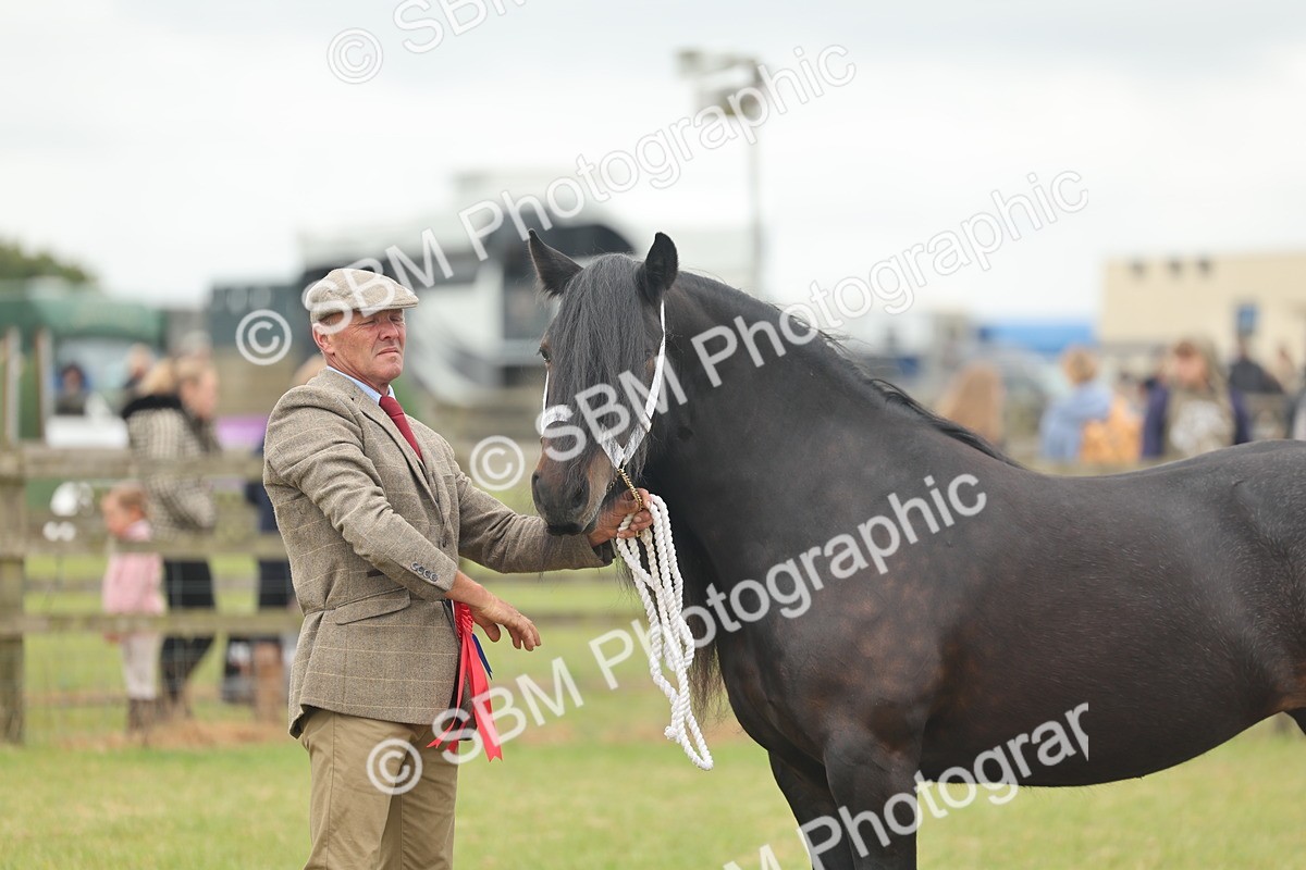 SBM_05085 - Class 50-57 - M&M Welsh Pony In Hand