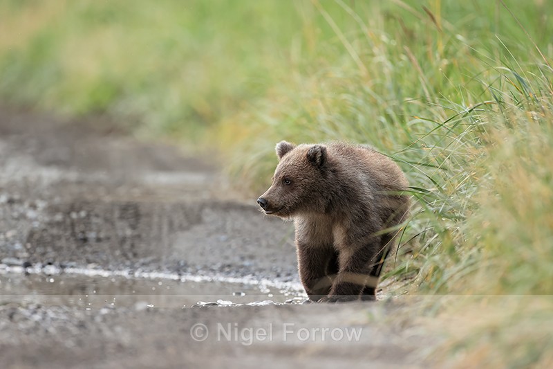 Brown Bear cub evening walk on trail, Silver Salmon Creek, Alaska - Brown Bear