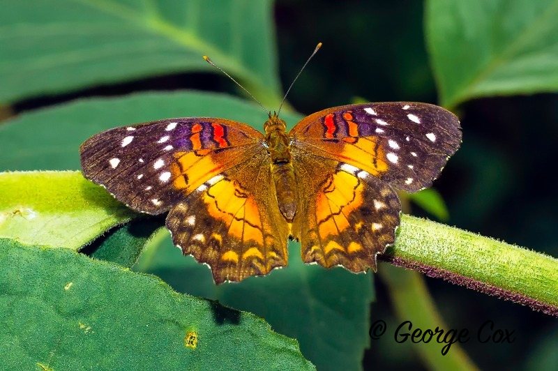 Anartia amathea (Scarlet Peacock)
