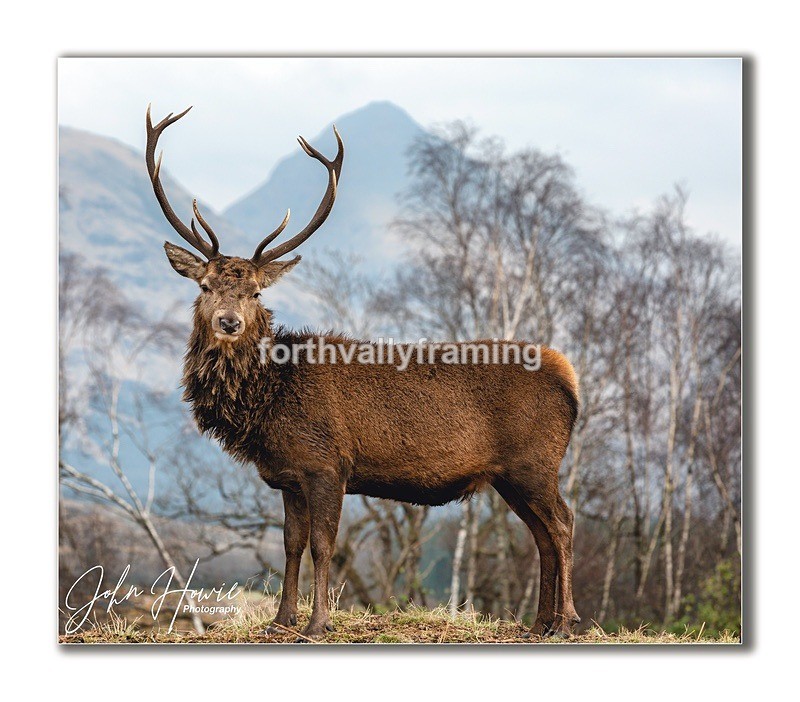  - Scottish Stags- picture