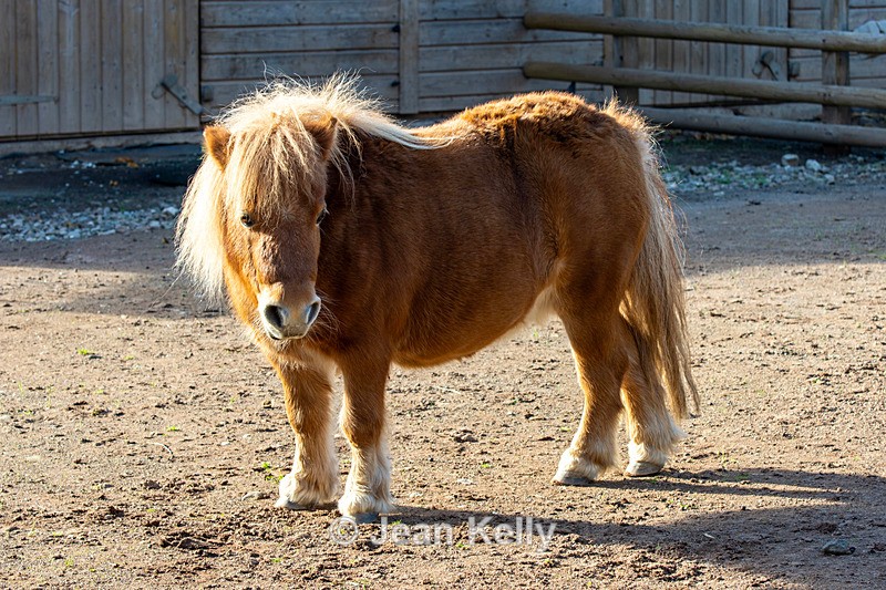 Shetland Pony - DSC_0875 - Equine