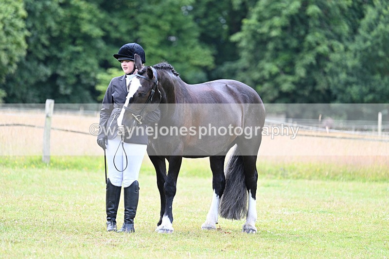 WJ7_7134 - Class 5a Most Handsome Gelding in Hand