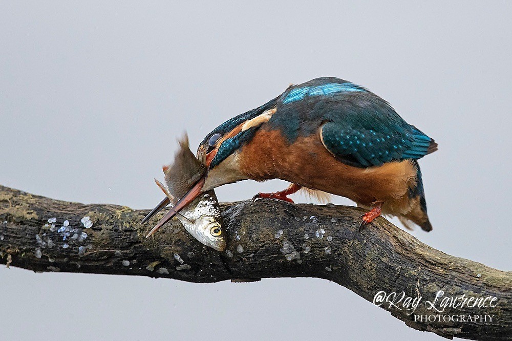 Kingfisher Alcedo Atthis042 - Kingfishers