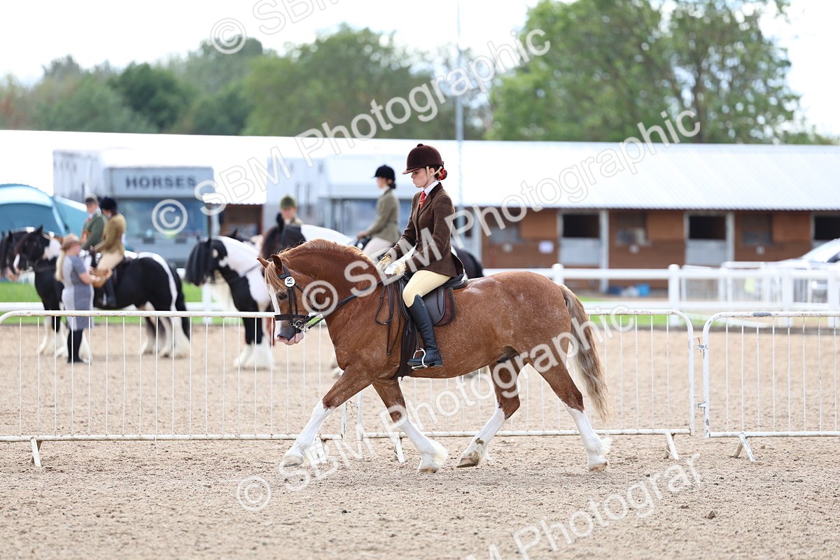 SBM_15838 - Class 314 - Family Horse - Pony