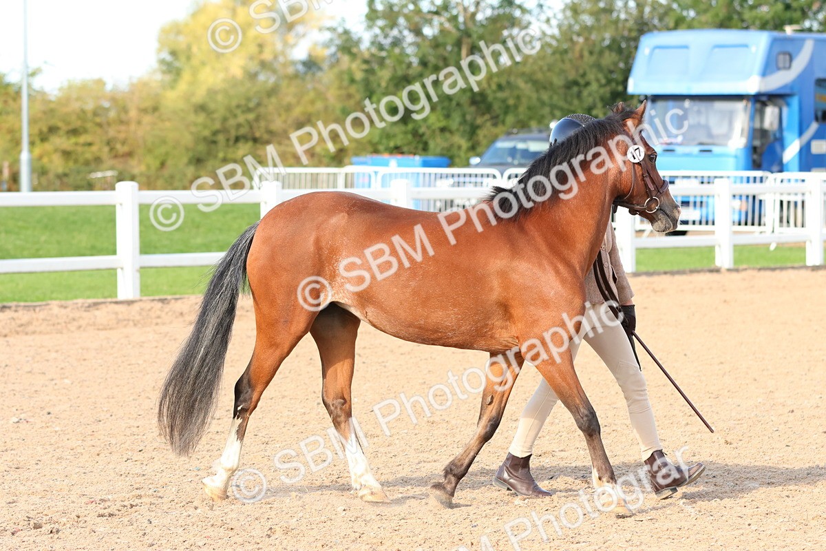 SBM_08637 - Class 203 - Young Handler 10 Years and Under