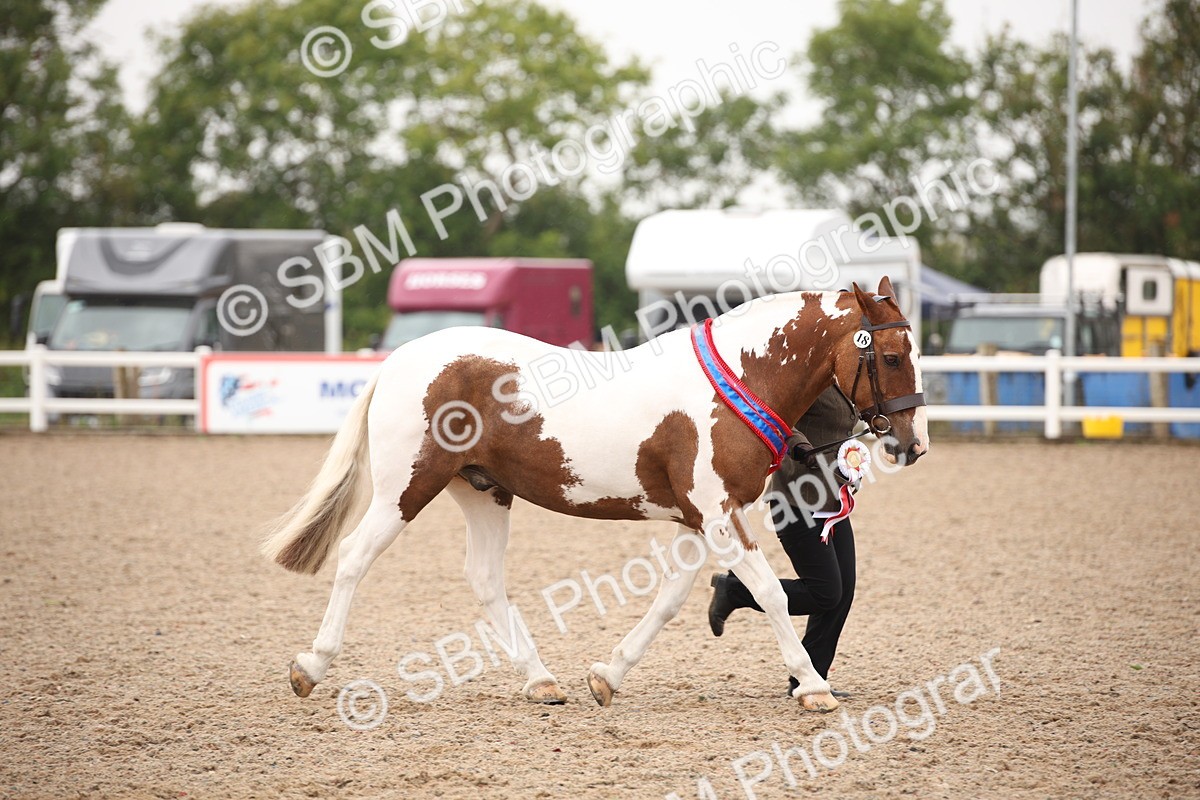 SBM_20150 - Class 702 - IH  Show Horse Pony