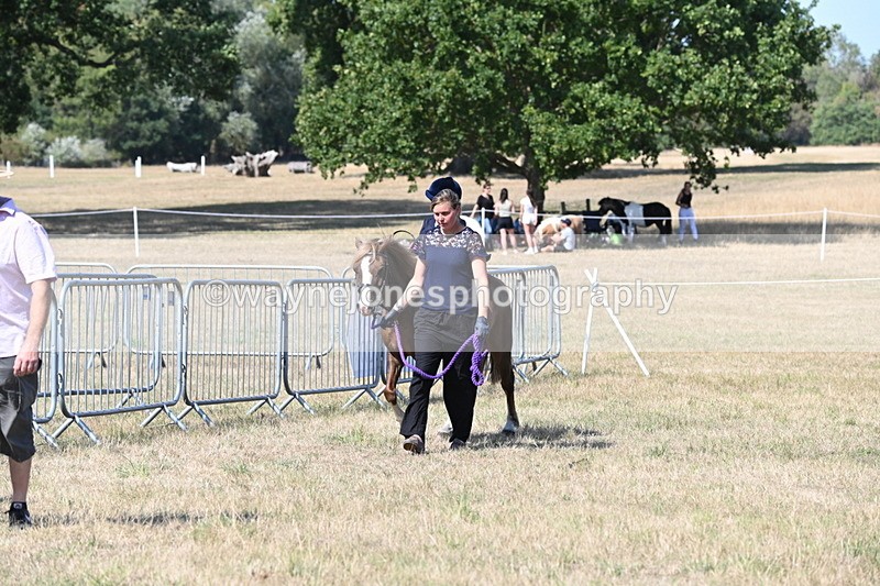 WJ6_9476 - Class 40 Cheekiest Pony/Horse