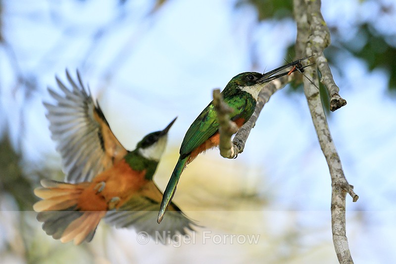 Rufous-tailed Jacamars, Mato Grosso, Brazil - Rufous-tailed Jacamar