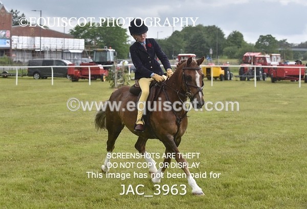 JAC_3963 - 55cm WORKING HUNTER