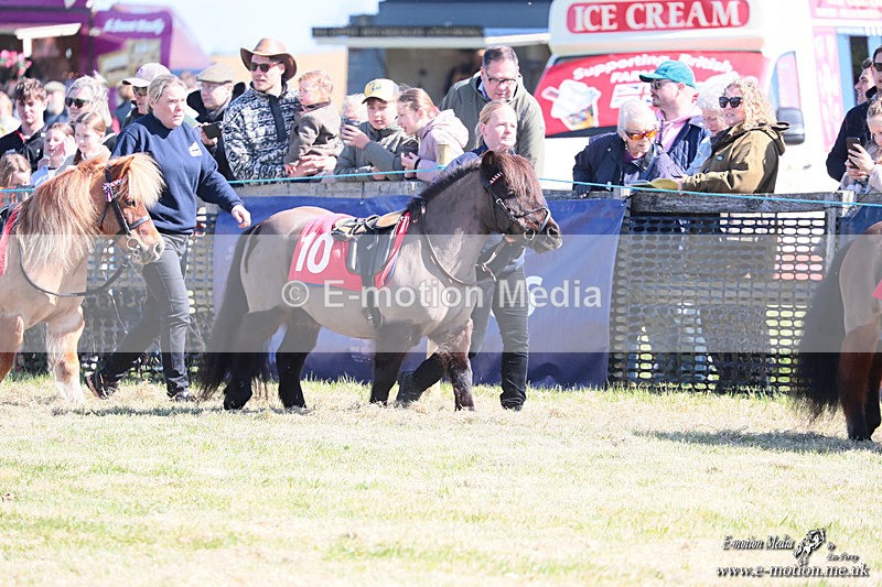Shet 060426 20 - Shetland Pony Racing Paxford Races Easter Mon 06/04/26