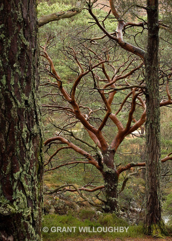  - Woods Trees Gorges and Waterfalls