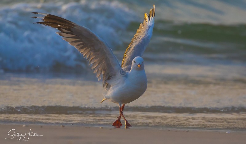 Gull Sunrise Dance 6