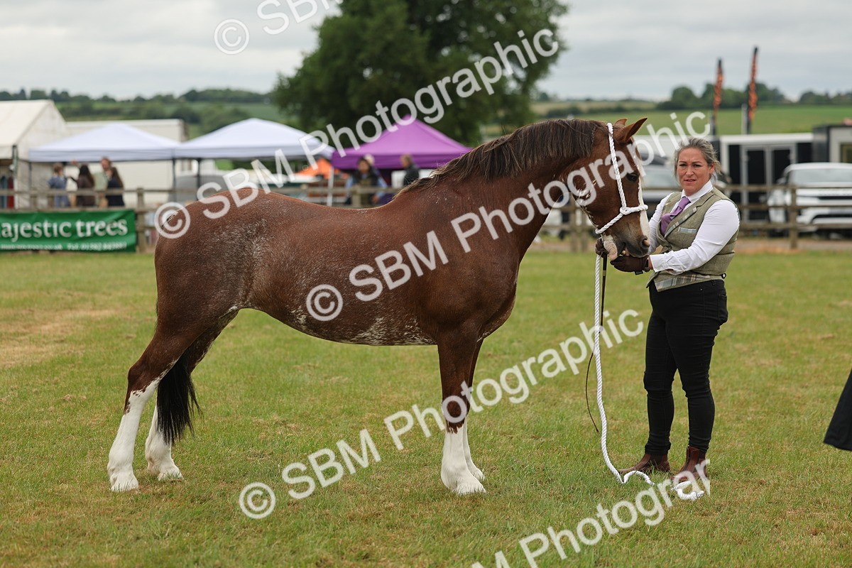 SBM_02396 - Class 50-57 - M&M Welsh Pony In Hand
