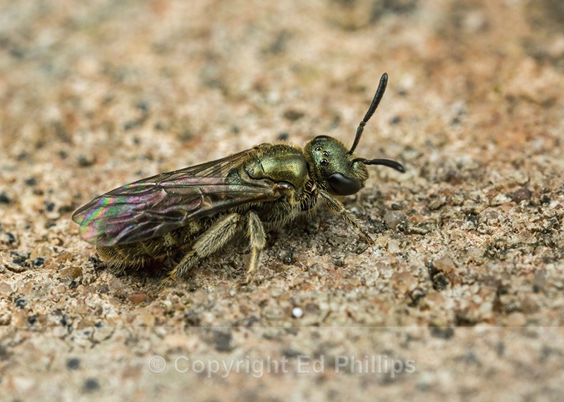 Halictus tumulorum (f) - Halictus tumulorum