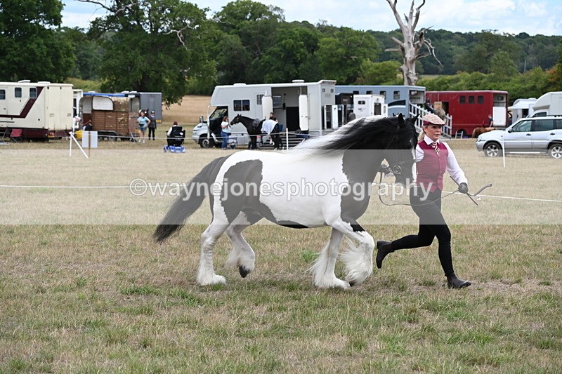 WJ6_5379 - Class 18 In-hand Coloured