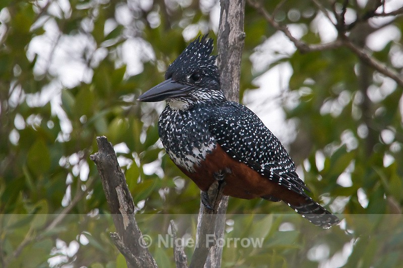 Giant Kingfisher (female) - Giant Kingfisher