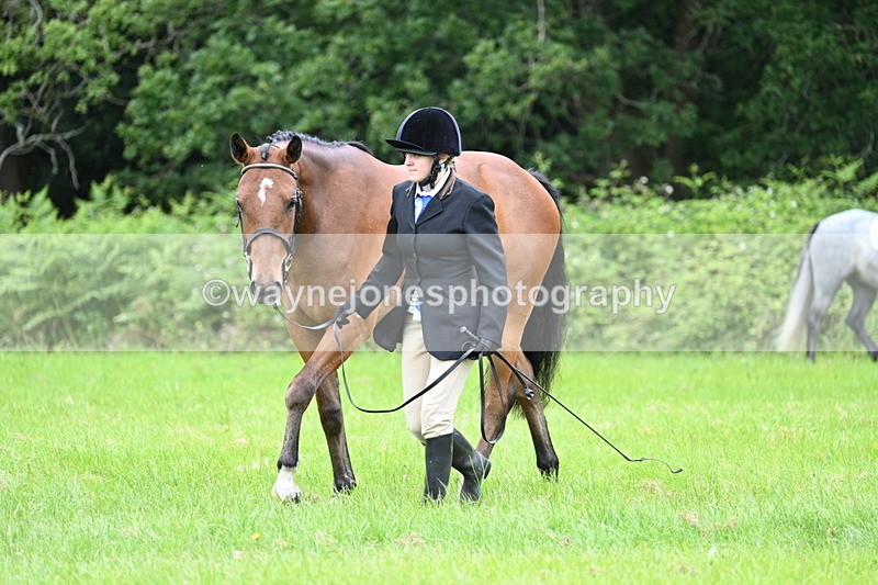 WJ7_3806 - Class 14A Handsome Gelding