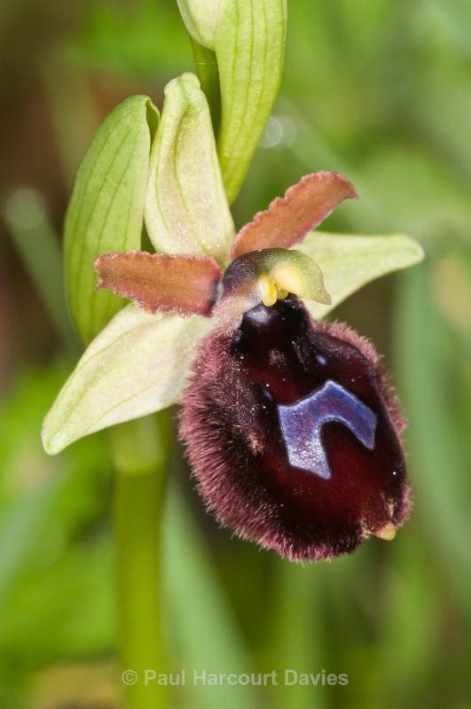 Ophrys bertoloniiformis (syn. O. bertoloni ssp bertoloniiformis) - Orchids - Ophrys