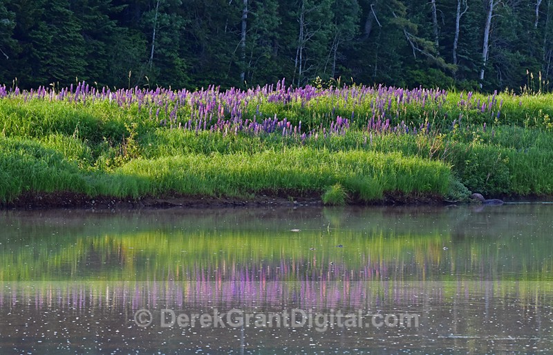 Lupines along the Hammond  New Brunswick Canada - New Brunswick Landscape