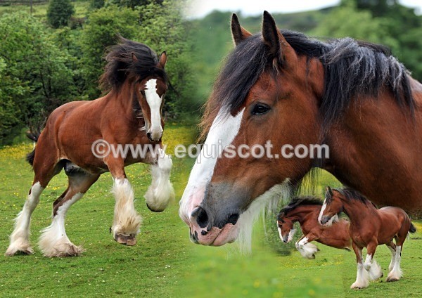 Harry montage2 - KHyslop020112