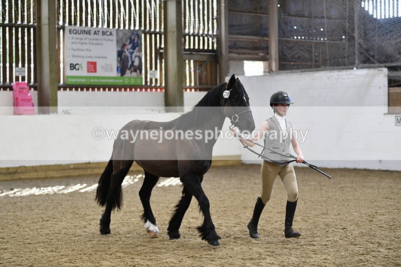 WJ5_4558 - Class 3 Part Bred In hand