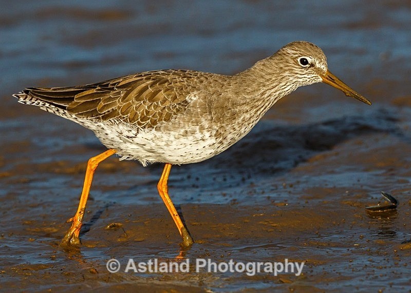 Astland Photography, Bird and Wildlife Images, Susan and Peter Wilson, U.K.