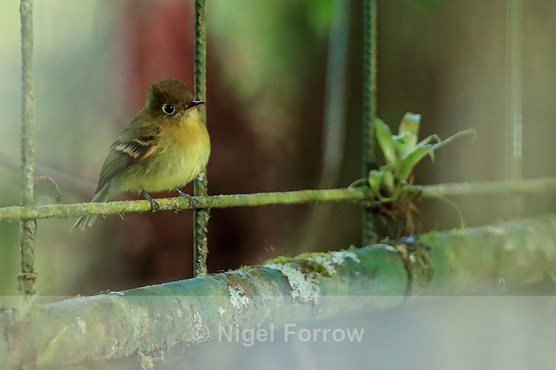 Yellowish Flycatcher perched on trellis, Costa Rica - Yellowish Flycatcher