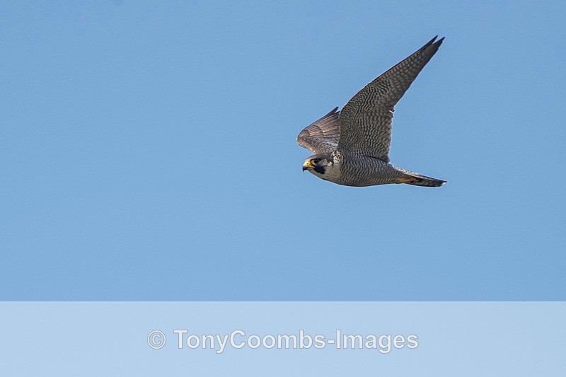 Peregrine Falcon - Lesvos ~ Other Birds